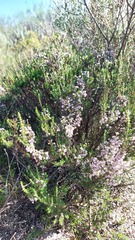 Erica imbricata