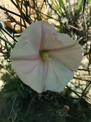 Convolvulus capensis