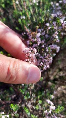 Erica imbricata