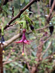 Fuchsia excorticata