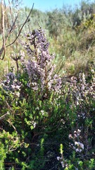 Erica imbricata