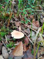 Cystoderma carcharias