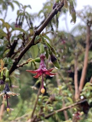 Fuchsia excorticata