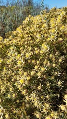 Leucadendron lanigerum lanigerum