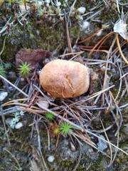 Rhizopogon