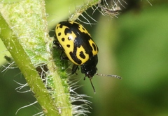 Zygogramma signatipennis