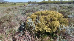 Leucadendron lanigerum lanigerum