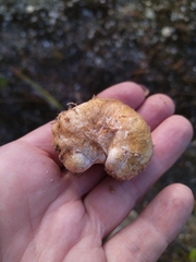 Rhizopogon