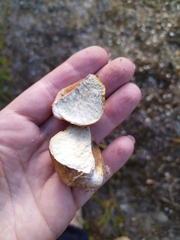Rhizopogon