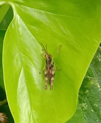 Oxyini