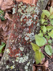 Amphilogia gyrosa
