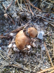 Rhizopogon