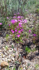 Lampranthus peacockiae