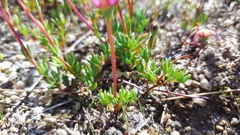 Lampranthus peacockiae