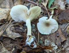 Clitocybe odora