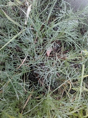 Artemisia marschalliana