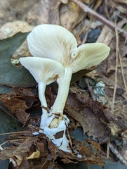 Clitocybe odora