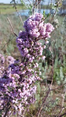 Erica quadrangularis