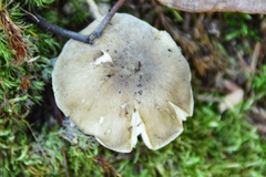 Tricholoma subsejunctum