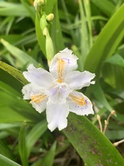 Iris japonica