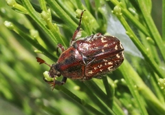 Euphoria leucographa