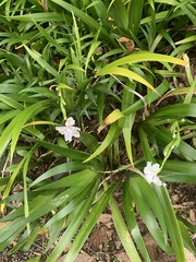 Iris japonica
