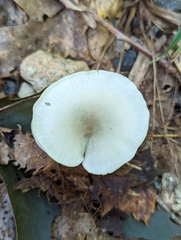 Clitocybe odora