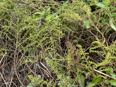 Artemisia capillaris
