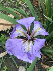 Iris unguicularis