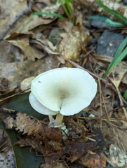 Clitocybe odora