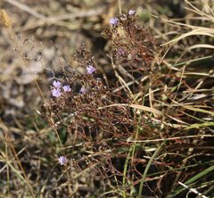 Limonium cancellatum