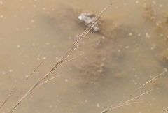 Elionurus barbiculmis