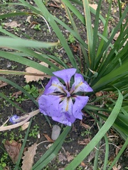 Iris unguicularis