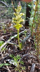 Lachenalia pallida