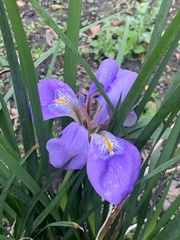 Iris unguicularis
