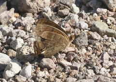 Junonia nigrosuffusa