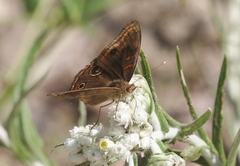 Junonia nigrosuffusa