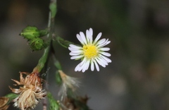 Symphyotrichum subulatum