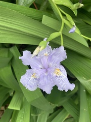 Iris japonica
