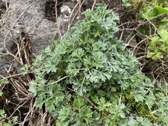 Artemisia capillaris