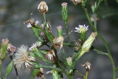 Symphyotrichum subulatum