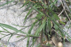 Symphyotrichum subulatum