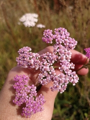 Achillea asiatica