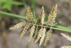 Cyperus flavicomus