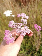 Achillea asiatica