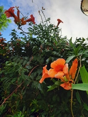 Campsis