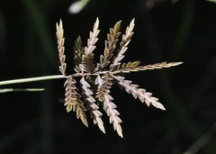 Cyperus flavicomus
