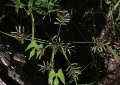 Cyperus flavicomus