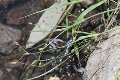 Bulbostylis capillaris