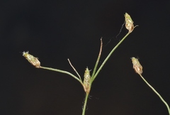 Bulbostylis capillaris